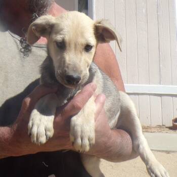 HENRY -  Labrador Retriever Dog for Adoption in Corona, California - HENRY | PetCurious