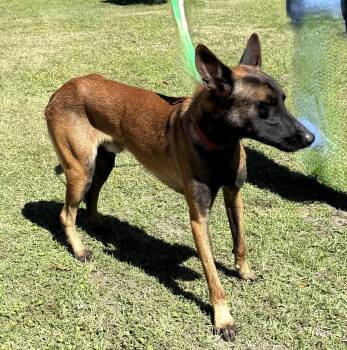 Flint -  Belgian Shepherd Malinois Dog for Adoption in Slidell, Louisiana - Flint | PetCurious