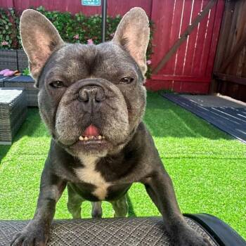 French Bulldog and Mixed Breed Dogs Available for Adoption - Angelito | PetCurious