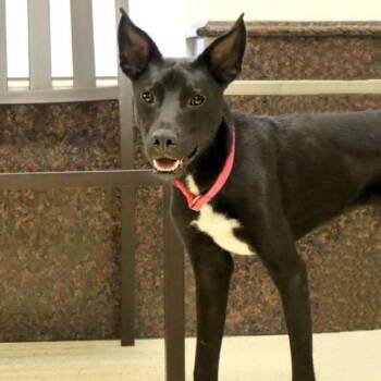 Benjamin -  Labrador Retriever and Border Collie Dog for Adoption in Midland, Texas - Benjamin | PetCurious