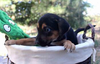 GIULIANNA -  Shepherd Dog for Adoption in Broomfield, Colorado - GIULIANNA | PetCurious