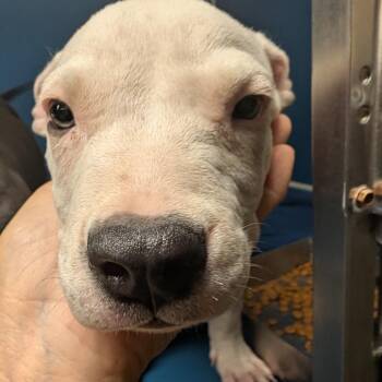 Smoothie -  Pit Bull Terrier Dog for Adoption in Yuma, Arizona - Smoothie | PetCurious