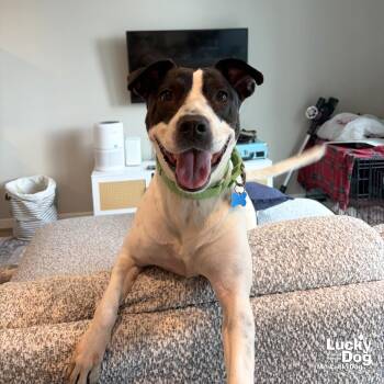 Wella -  Labrador Retriever and Pointer Dog for Adoption in Washington, District Of Columbia - Wella | PetCurious