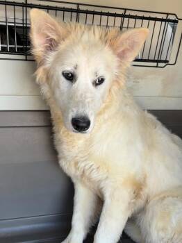 Kallari -  Retriever and Australian Shepherd Dog for Adoption in Fort Lupton, Colorado - Kallari | PetCurious