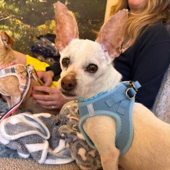 Chihuahua Dogs Available for Adoption in San Francisco, California - Stallion 14028 | PetCurious