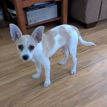 Skosh -  Mixed Breed Dog for Adoption in Lakeland, Florida - Skosh | PetCurious