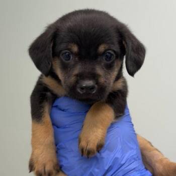 Schnauzer and Chihuahua Dogs Available for Adoption - GOODSEBERRY | PetCurious