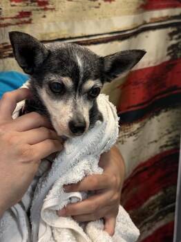 Chihuahua Dogs Available for Adoption in Doral, Florida - KALI | PetCurious