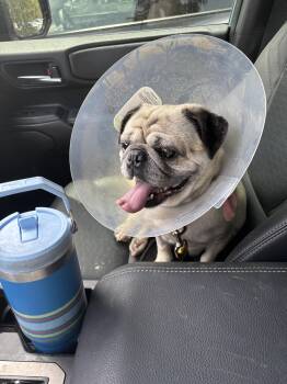 Buddy Boo -  Pug Dog for Adoption in Poway, California - Buddy Boo | PetCurious