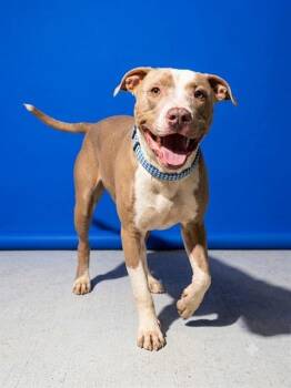 FUNYUN -  Mixed Breed Dog for Adoption in Jacksonville, Florida - FUNYUN | PetCurious
