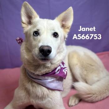 Samoyed and Labrador Retriever Dogs Available for Adoption - JANET | PetCurious