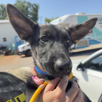 Discover -  German Shepherd Dog Dog for Adoption in Columbia, South Carolina - Discover | PetCurious