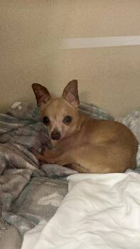 Nugget -  Chihuahua and Mixed Breed Dog for Adoption in East Brookfield, Massachusetts - Nugget | PetCurious