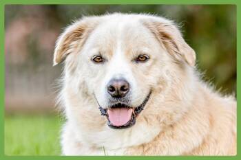 Benson -  German Shepherd Dog and Chow Chow Dog for Adoption in Amherst, Massachusetts - Benson | PetCurious