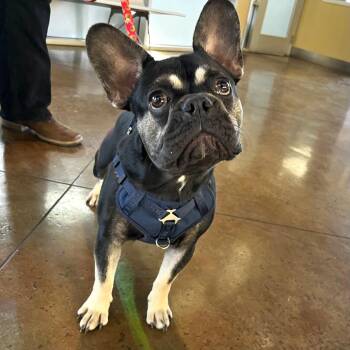 French Bulldog Dogs Available for Adoption in Palm Springs, California - Alan | PetCurious