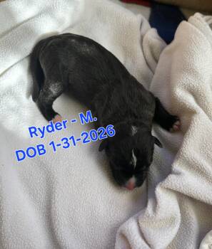 German Shepherd Dog and Border Collie Dogs Available for Adoption in Nucla, Colorado - Ryder | PetCurious