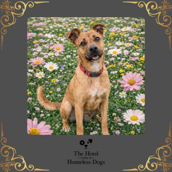 Ryder -  Plott Hound and Boxer Dog for Adoption in Cumberland, Rhode Island - Ryder | PetCurious