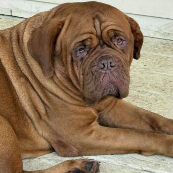 Rescue Dogue De Bordeaux Dogs for Adoption in Welch, Minnesota - Sweetie | PetCurious