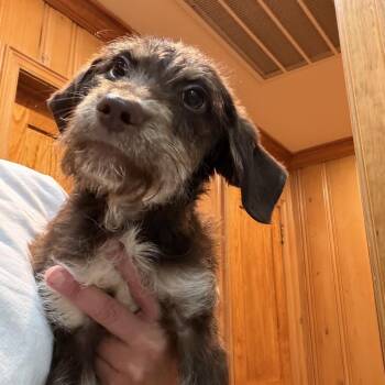 Bambi -  Terrier Dog for Adoption in Valdosta, Georgia - Bambi | PetCurious