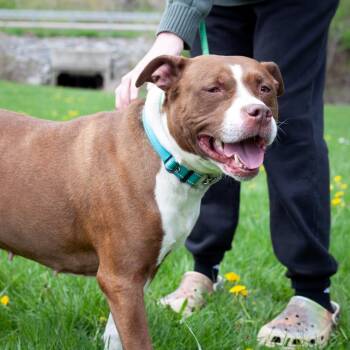 Mixed Breed Dogs Available for Adoption in Olean, New York - Zuma | PetCurious