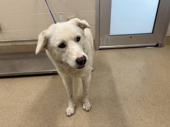 HONEYSUCKLE -  Labrador Retriever and Mixed Breed Dog for Adoption in Grand Prairie, Texas - HONEYSUCKLE | PetCurious