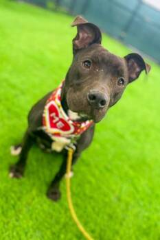 Rescue Mixed Breed Dogs for Adoption in Miamitown, Ohio - Neave | PetCurious