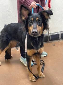 Doberman Pinscher and Shepherd Dogs Available for Adoption in Chico, California - River | PetCurious