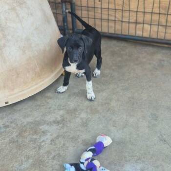 Frosty -  Beagle and Mixed Breed Dog for Adoption in Dover, Arkansas - Frosty | PetCurious