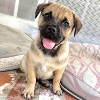 Belmont -  Pug and Border Terrier Dog for Adoption in Los Angeles, California - Belmont | PetCurious