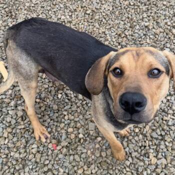 Rescue Bloodhound Dogs for Adoption in Duck River, Tennessee - Mamsie | PetCurious