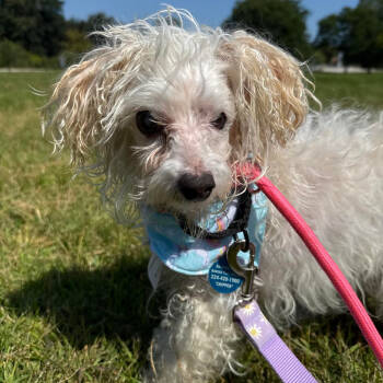 Rescue Poodle Dogs for Adoption in Northbrook, Illinois - Minty | PetCurious
