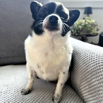 Chihuahua Dogs Available for Adoption - Vaquita | PetCurious