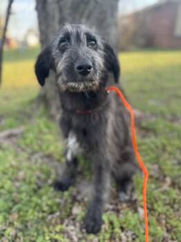 Labradoodle Dogs Available for Adoption - Rumi  | PetCurious