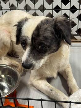 Sal -  Spaniel Dog for Adoption in Matthews, North Carolina - Sal | PetCurious