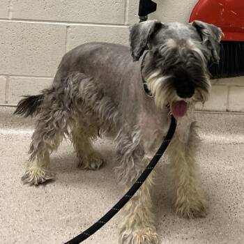 Pocoyo -  Schnauzer Dog for Adoption in Murray, Utah - Pocoyo | PetCurious