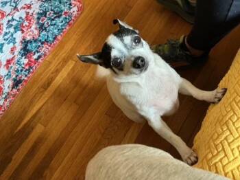 Gracie -  Chihuahua Dog for Adoption in Elmsford, New York - Gracie | PetCurious