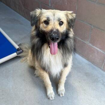 German Shepherd Dog Dogs Available for Adoption in Goleta, California - Wooly | PetCurious