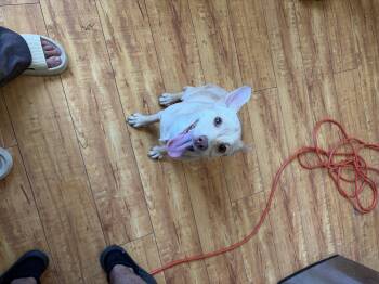 Yellow Labrador Retriever and Chihuahua Dogs Available for Adoption in Corona, California - Bailey | PetCurious