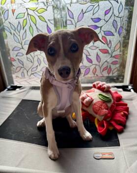 Terrier Dogs Available for Adoption in Mundelein, Illinois - Gigi | PetCurious
