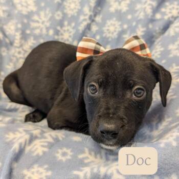 Pit Bull Terrier Dogs Available for Adoption - Doc | PetCurious