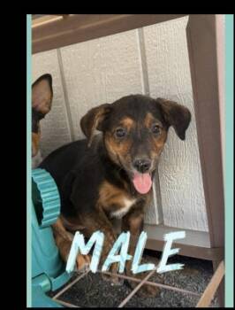 Ziggy -  Shepherd Dog for Adoption in Lafayette, Colorado - Ziggy | PetCurious