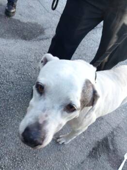 Mastiff Dogs Available for Adoption in Fort Lauderdale, Florida - ANIEL | PetCurious