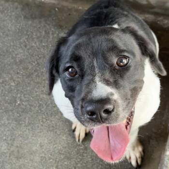 Pongo A2288382 -  Pit Bull Terrier Dog for Adoption in Los Angeles, California - Pongo A2288382 | PetCurious