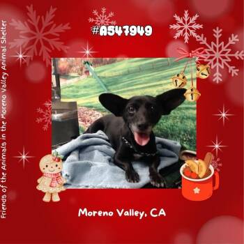 Chihuahua Dogs Available for Adoption - Mandy | PetCurious