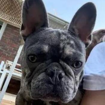 Walter 2026-175 -  French Bulldog Dog for Adoption in Winder, Georgia - Walter 2026-175 | PetCurious