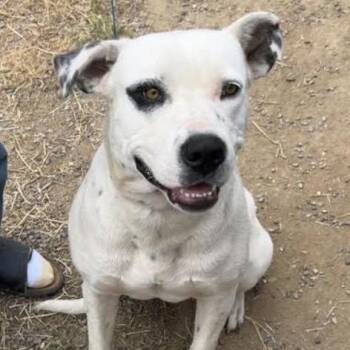 Dot -  Labrador Retriever and American Staffordshire Terrier Dog for Adoption in Lompoc, California - Dot | PetCurious