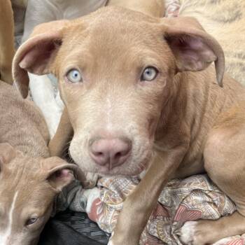 Rescue Pit Bull Terrier Dogs for Adoption in Portland, Maine - TeTe | PetCurious