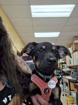 Chip -  Terrier Dog for Adoption in Candler, North Carolina - Chip | PetCurious