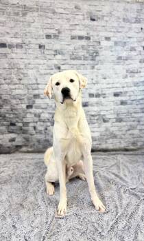 Great Pyrenees and Mixed Breed Dogs Available for Adoption - Yukon | PetCurious