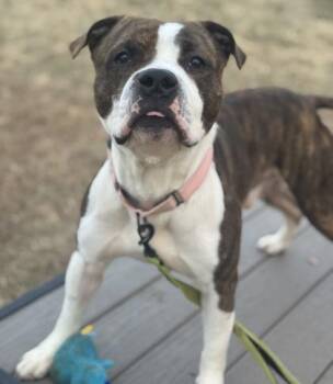 Mixed Breed Dogs Available for Adoption in West Chester, Pennsylvania - Sport | PetCurious